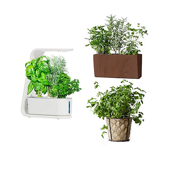 Plants.com Herb Plants delivery service